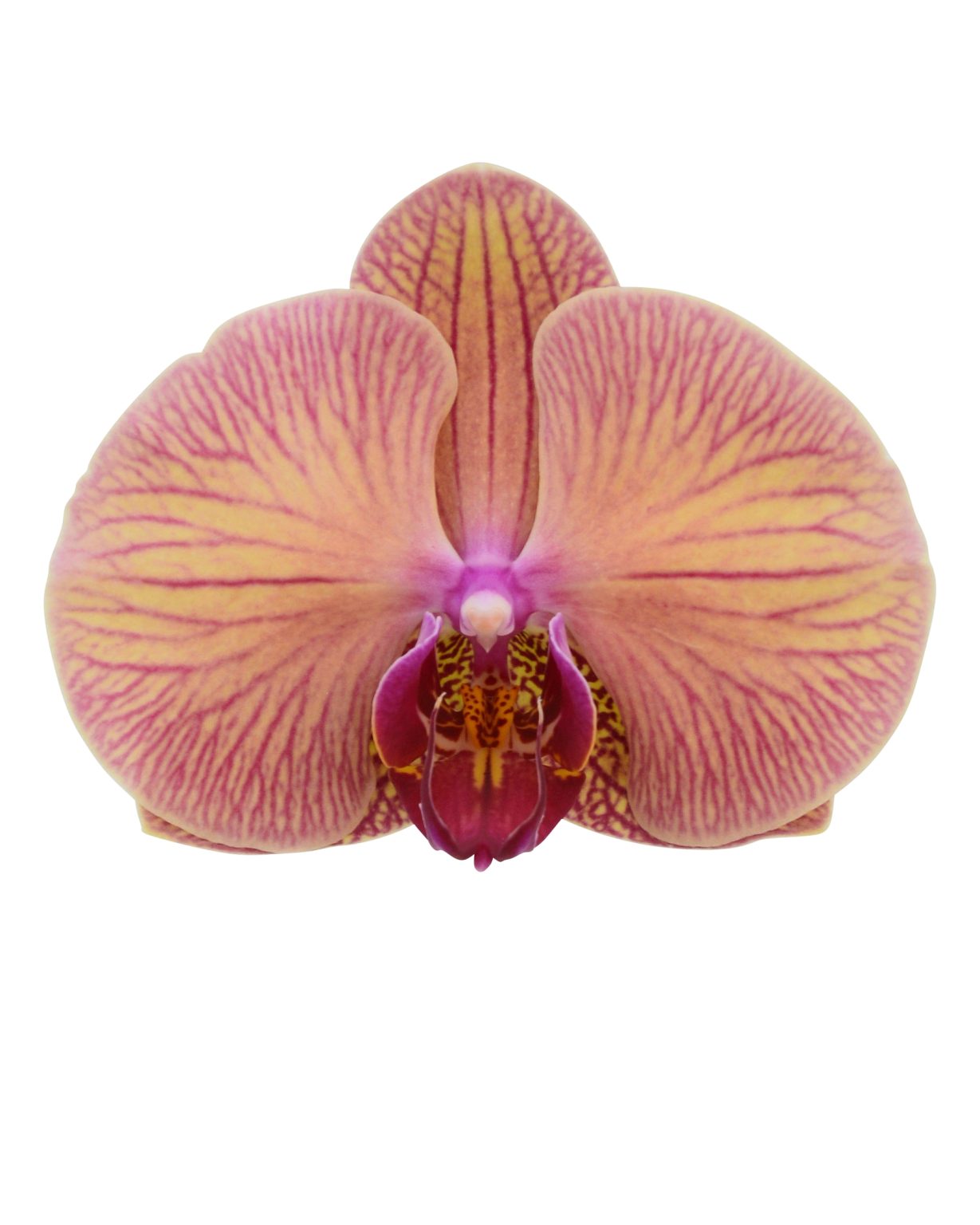 Selected Orchid in Ceramic Planter