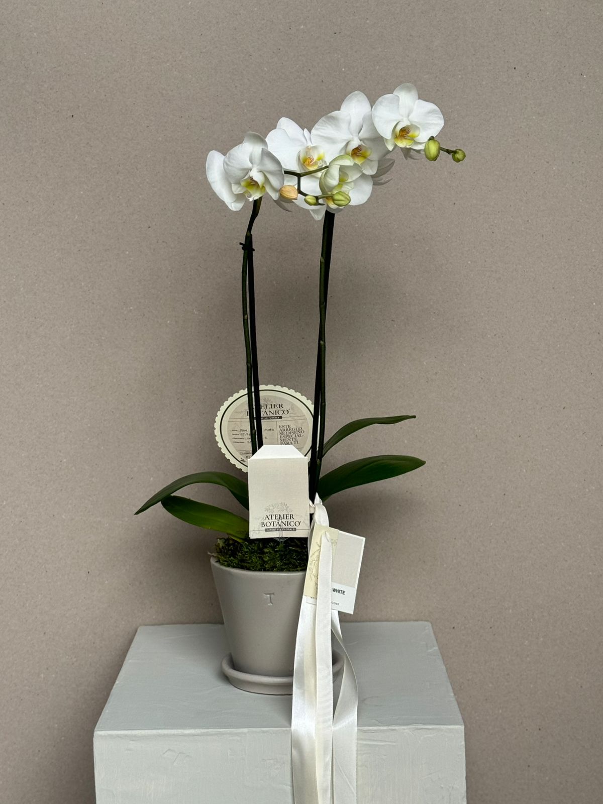 ORCHID NO.3