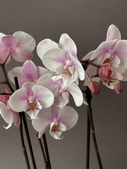 Orchid No.3