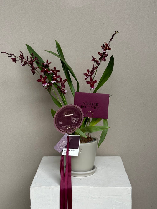 Exotic Cambria Orchid in Ceramic Planter