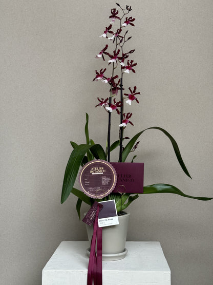 Exotic Cambria Orchid in Ceramic Planter (Pieza Única) Vino & Blanco