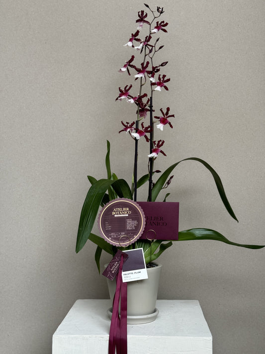 Exotic Cambria Orchid in Ceramic Planter (Pieza Única) Vino & Blanco