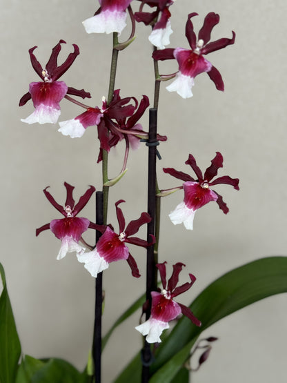 Exotic Cambria Orchid in Ceramic Planter (Pieza Única) Vino & Blanco