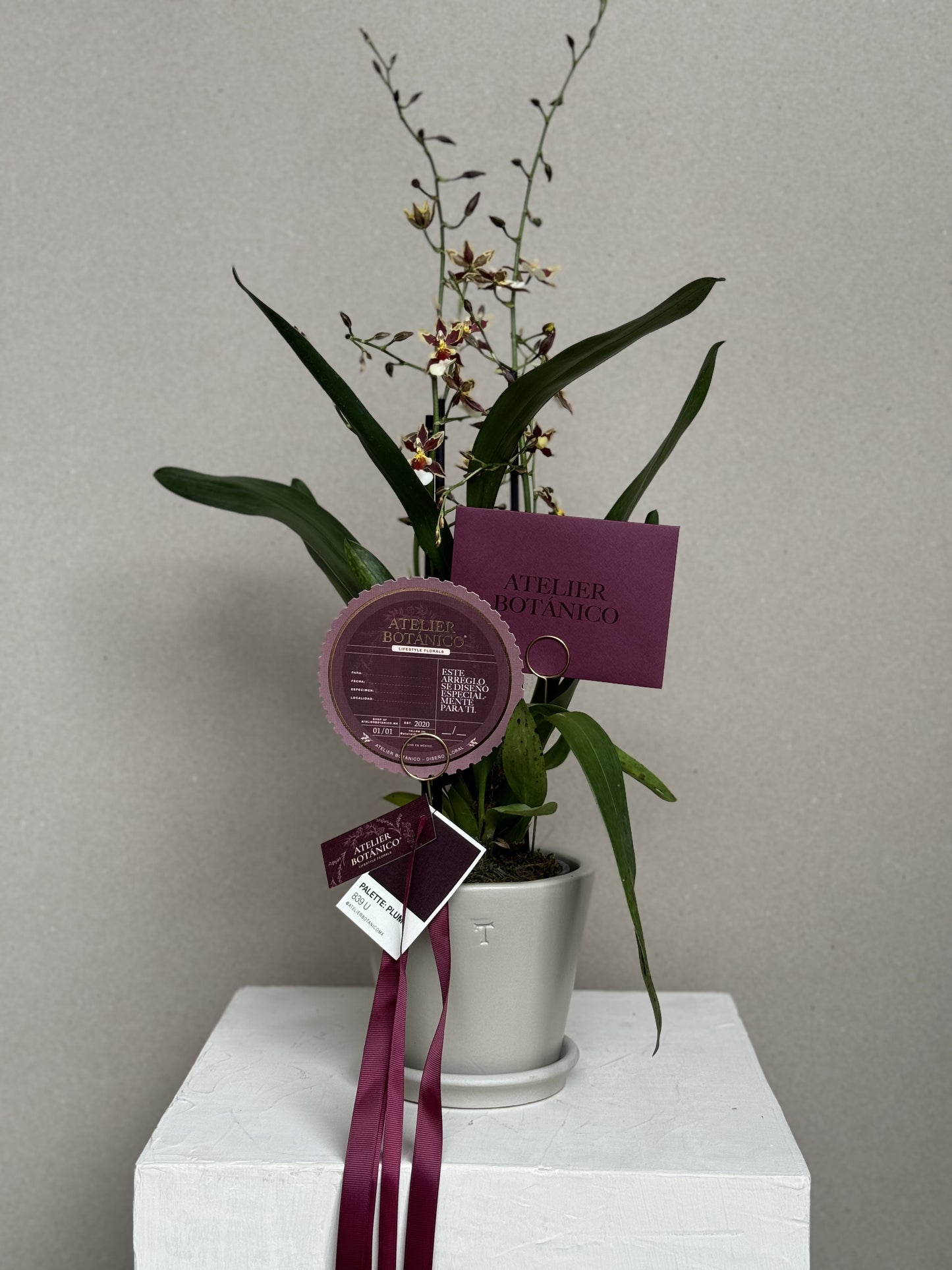 Exotic Cambria Orchid in Ceramic Planter (Pieza Única) Vino & Amarillo