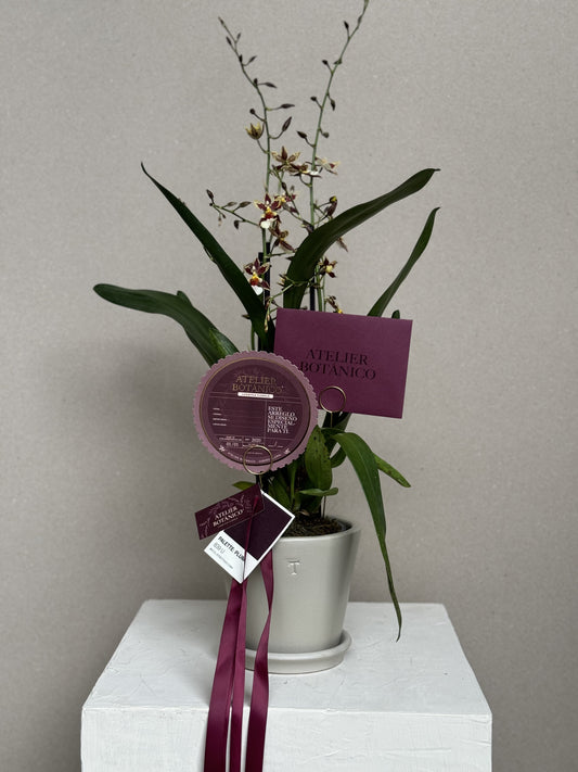 Exotic Cambria Orchid in Ceramic Planter (Pieza Única) Vino & Amarillo