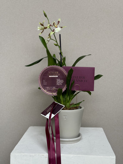 Exotic Cambria Orchid in Ceramic Planter (Pieza Única) Verde, Blanco & Vino
