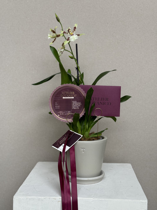 Exotic Cambria Orchid in Ceramic Planter (Pieza Única) Verde, Blanco & Vino