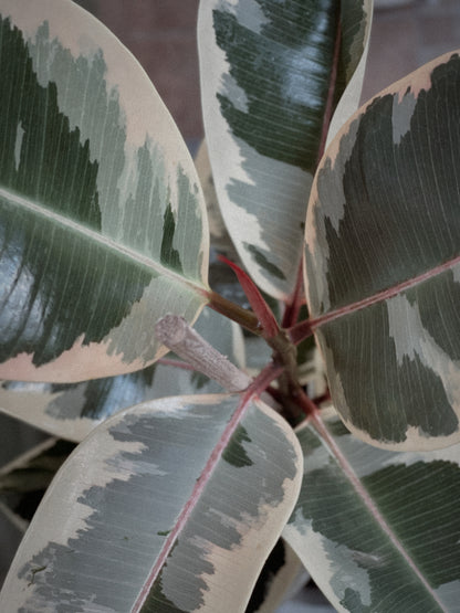 Ficus Elastica No.1