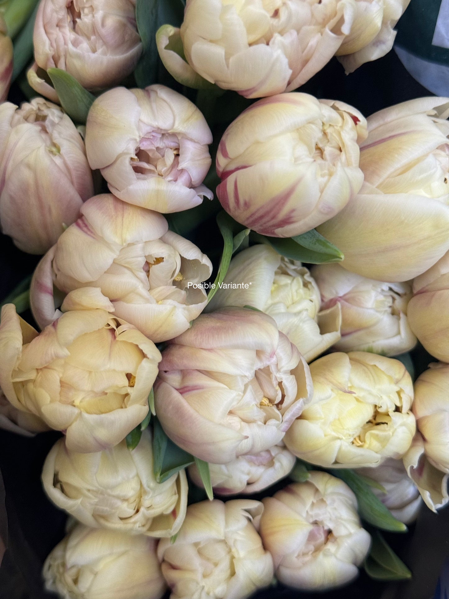 Le Tulip