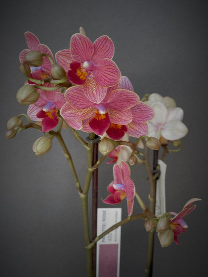 Orchid No. 1