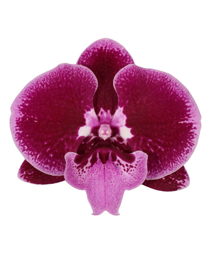 Selected Orchid in Ceramic Planter